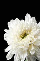 A close up of white chrysanthemum flower