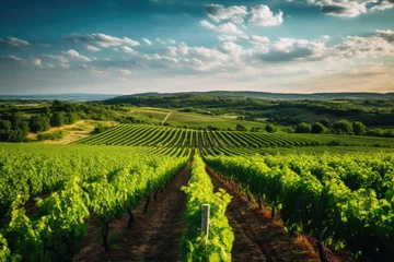 Fotobehang Green field with rows of vines for harvesting. Ripe grapes for the production of fine wines. Generative AI. © Bnetto