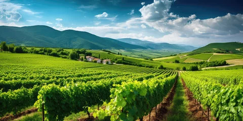 Crédence de cuisine en verre imprimé Vignoble Green field with rows of vines for harvesting. Ripe grapes for the production of fine wines. Generative AI.