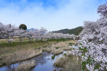 川沿いの満開の桜並木の情景