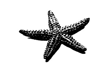 silhouette of starfish isolated on white background, invertebrate animal