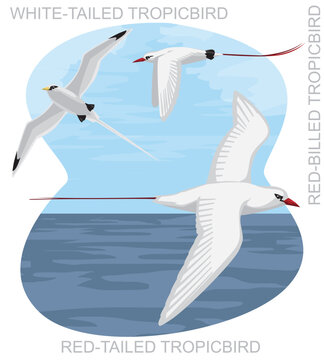 Cute Bird Tropicbird Set Cartoon Vector