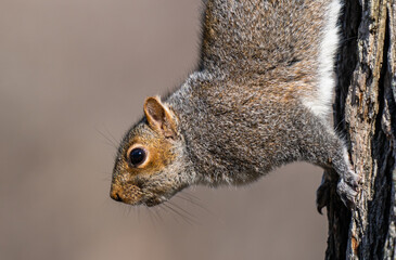 Squirrel zoomed in extreme details