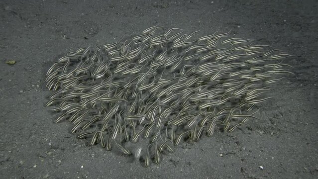 A flock of striped catfish swims near the seabed, gathering food from the surface of the sand.
Striped Catfish (Plotosus lineatus). Eeltail catfishes (Plotosidae) 32 cm. ID: 4 pairs of mouth barbels.