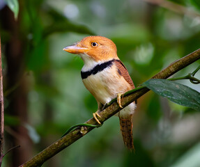 Little bird Rapazinho-de-collar highlighted in the Amazon rainforest