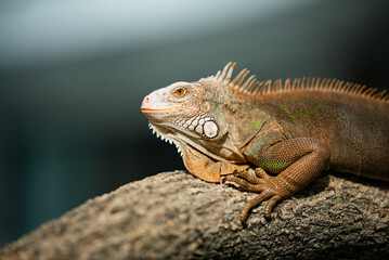 lizard, animal, green lizard with blur background