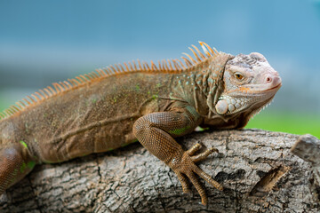 lizard, animal, green lizard with blur background