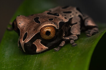 crowned frog triprion spinosus