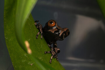 crowned frog triprion spinosus
