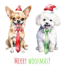 Watercolor Christmas small dog bichon and chihuahua. Xmas cute dog in Santa hat. Merry Christmas bichon chihuahua. AI generated.