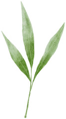 watercolor leaves illustration