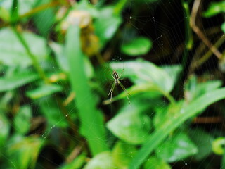 Spider on a web.