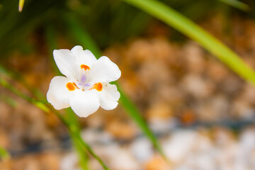 White Dietes  with orange accents and blurred background