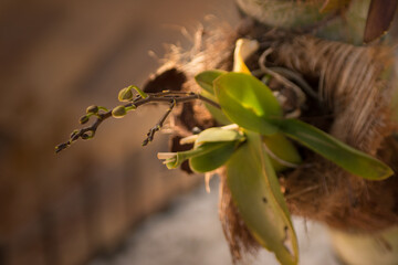 Orchid buttons. Blurred background, with selective focus and emphasis on orchid buds. selective...