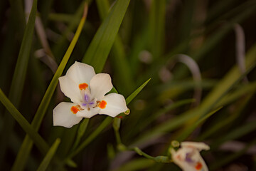 White Dietes  with orange accents and blurred background