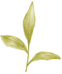 watercolor leaf illustration
