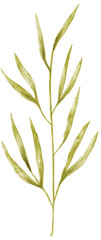 Fototapeta premium watercolor leaf illustration