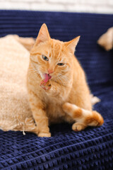 Fototapeta na wymiar Cute ginger cat on plaid at home