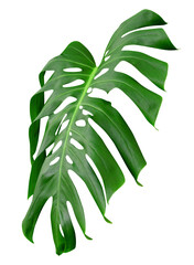 Green leaves pattern,leaf monstera isolated