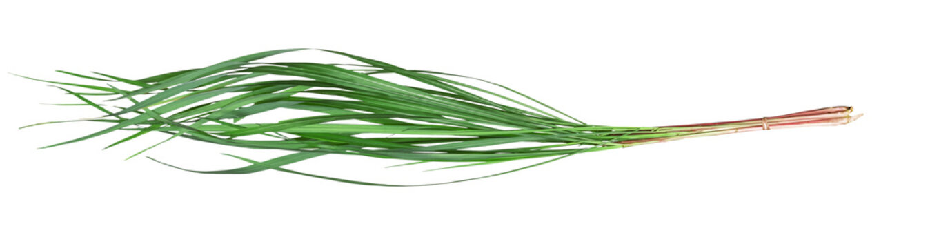 Green leaves pattern of Cymbopogon nardus isolated