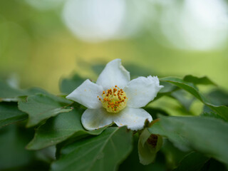 白いヒメシャラの花