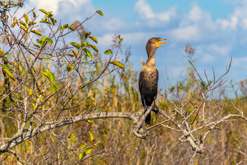 This Double Crested Cormorant was chatting away after having a meal in the Everglades National Park in Florida.