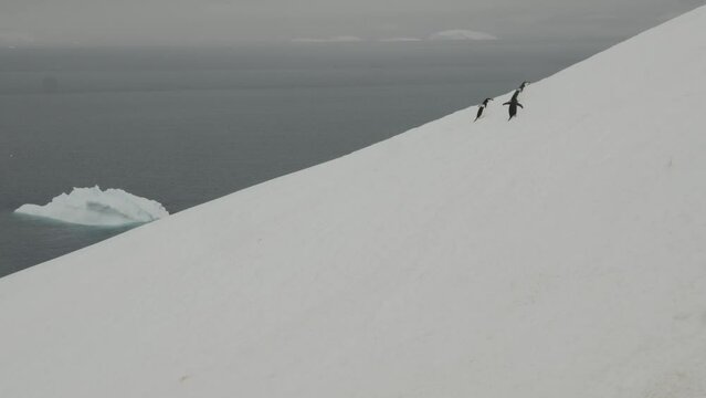 Group on chinstrap penguins walking up a hill in snow Antarctica
