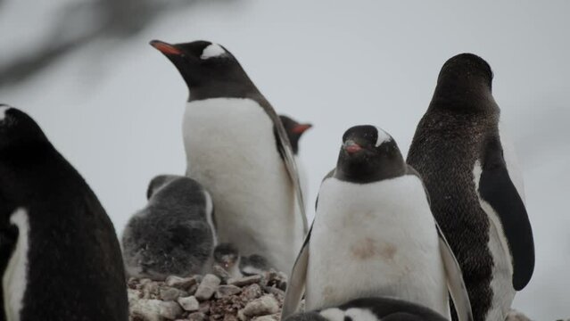 Penguin parent with chick at nest
