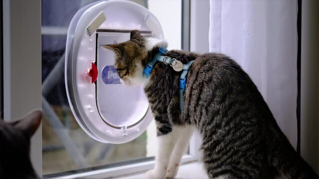 Young cat using cat flap for the second time.cat