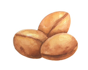 Brown argan tree nut. Watercolor illustration isolated on white background.