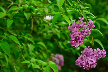 Beautiful violet lilac flowers on blurred background, closeup