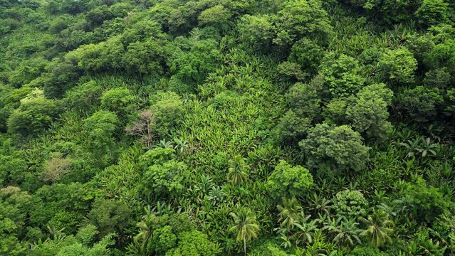 Scenic aerial orbiting shot of tropical jungle mountain covered in Philippine acacia and abaca trees in Baras, Catanduanes.