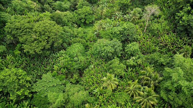 Idyllic overhead aerial view of tropical jungle and lush greenery in the lone island of Catanduanes, Philippines.