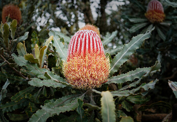 Banksia menziesii Firewood Banksia Australian flower - Powered by Adobe