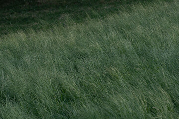 Champs d'&eacute;t&eacute;