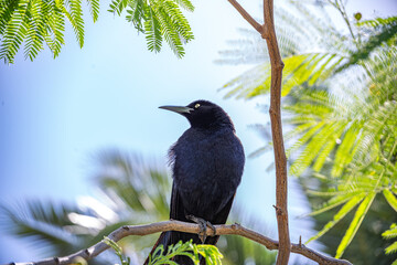 Common Grackle on a Branch with Green Leaves and a Blue Background