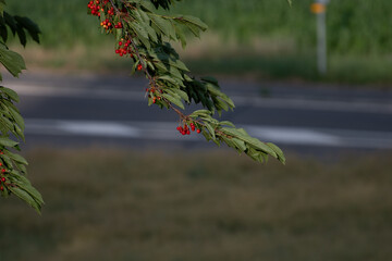 Cerisier g&eacute;ants