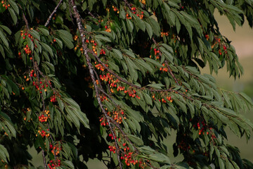 Cerisier g&eacute;ants