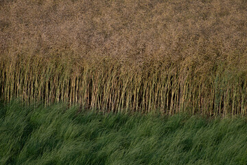 Champs en lisi&egrave;re