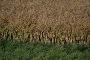 Champs en lisi&egrave;re