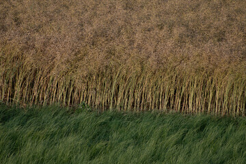 Champs en lisi&egrave;re