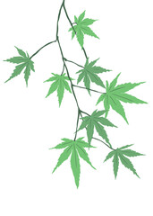 シンプルな青モミジのイラスト