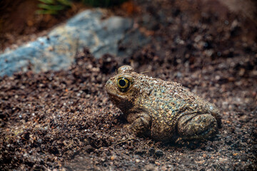Couch's Spadefoot Toad in the Mud Looking to the Left in front of a rock