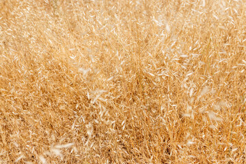 Dry grass close-up. Summer background
