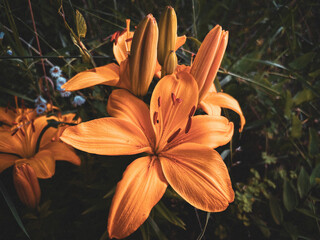 Fototapeta na wymiar orange tiger lily