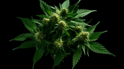 Cannabis Plant. ai generated