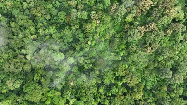 Tropical forests can absorb large amounts of carbon dioxide from the atmosphere.
