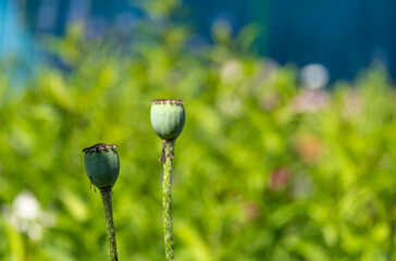 Green poppy heads on a stalk in the garden on a summer day.