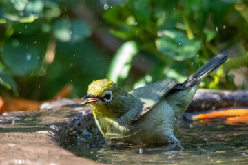Water droplets fly in the air when a bird has a bath in a pond