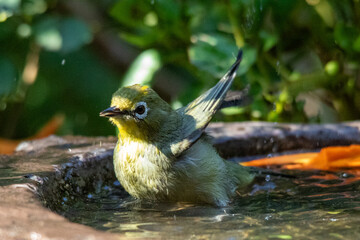 Water droplets fly in the air when a bird has a bath in a pond